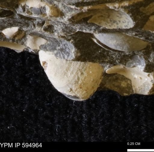 Protocardia sp.