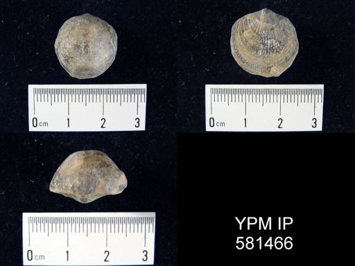 Atrypa sp.