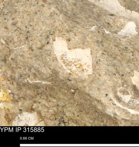 undet. Mollusca