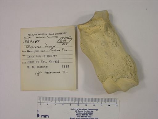 Teleoceras fossiger