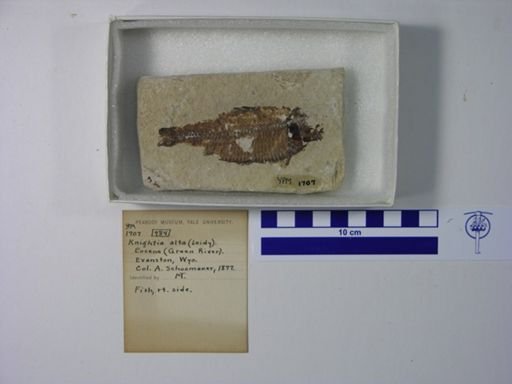 Knightia alta