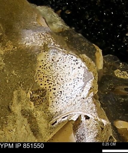 Limopsis striatopunctatus