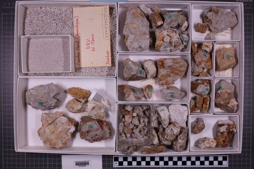 mixed taxa, stratigraphic collection