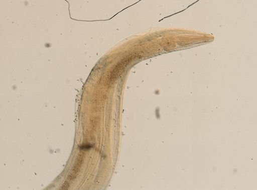 Passalurus ambiguus