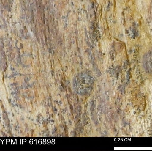 Teredo sp.