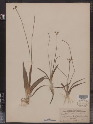 Sagittaria graminea