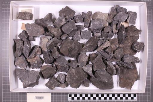 mixed taxa, stratigraphic collection