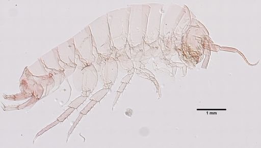 Platorchestia platensis