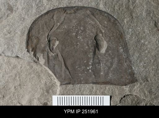 Eurypterus sp.