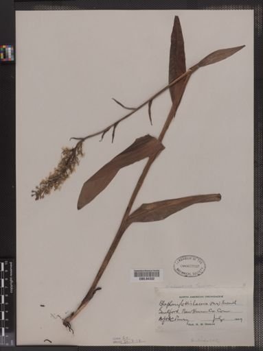 Habenaria lacera