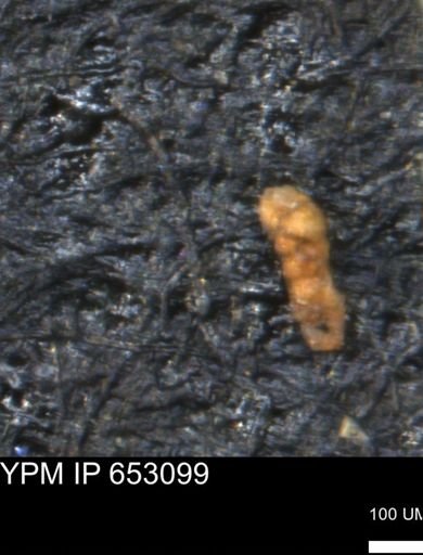 Verneuilinoides hectori