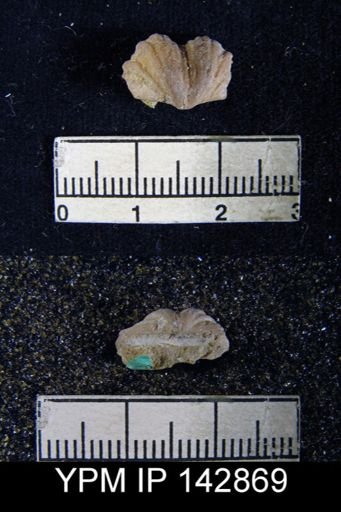 Chonetes (Waagenites) squamulifera