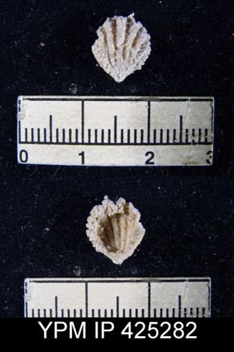 Hustedia mormoni