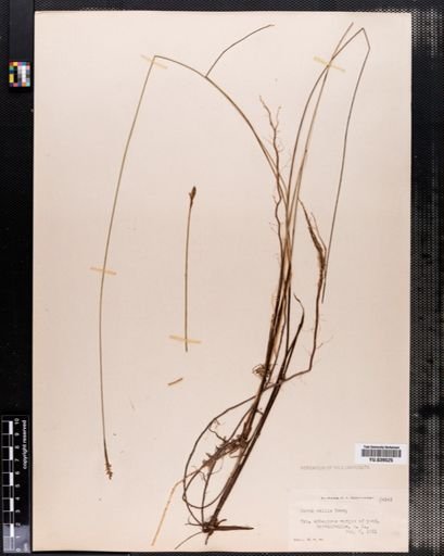 Carex exilis