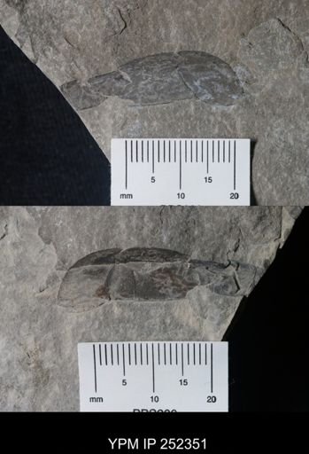 undet. Eurypterida
