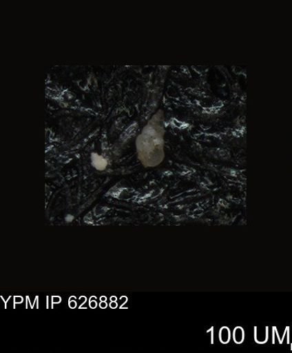 undet. Foraminiferida