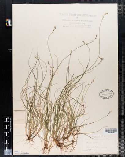 Carex brunnescens