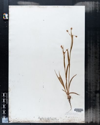 Luzula campestris