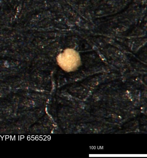 undet. Foraminiferida