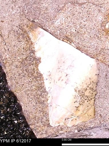 undet. Bivalvia