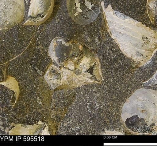 Protocardia sp.
