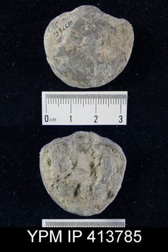 undet. Atrypidae