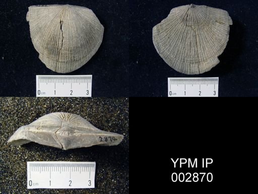 Xystostrophia umbraculum