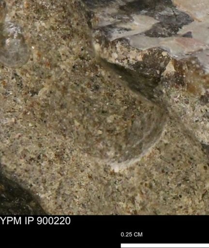 undet. Mollusca