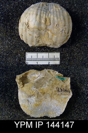 Productus (Dictyoclostus) indicus
