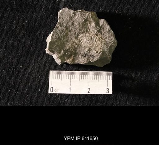 Aviculopecten sp.