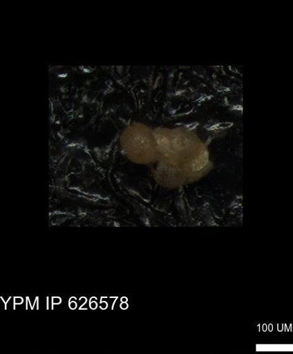 undet. Foraminiferida
