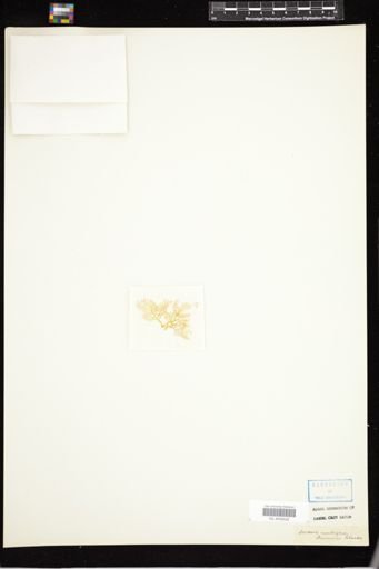 Desmia ambigua