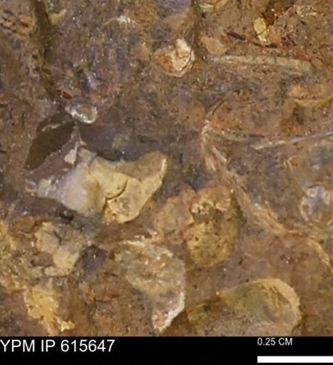 undet. Mollusca