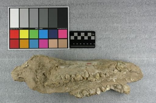 Archaeotherium clavum darbyi