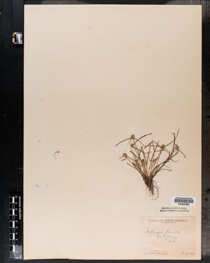 Plantae