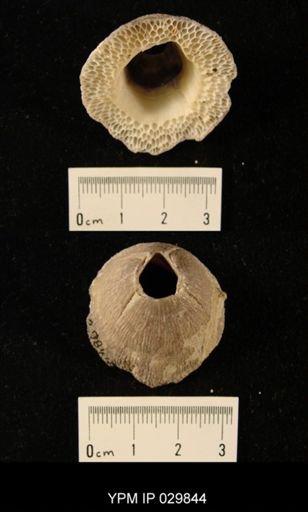 Tetraclita sp.