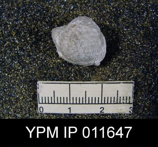 Marginifera cristobalensis