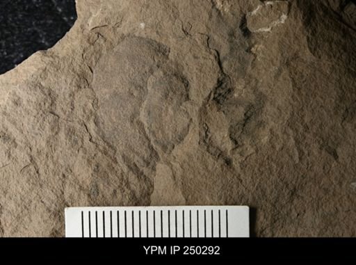 undet. Gastropoda