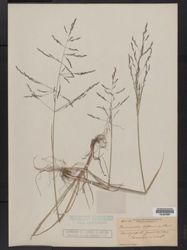 Puccinellia distans