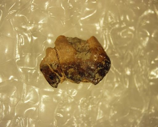 Anconodon russelli
