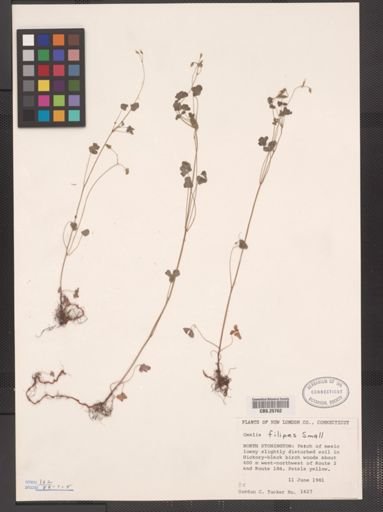 Oxalis filipes