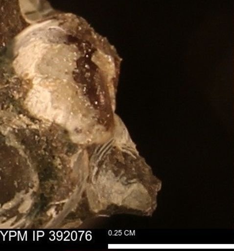 Protocardia sp.