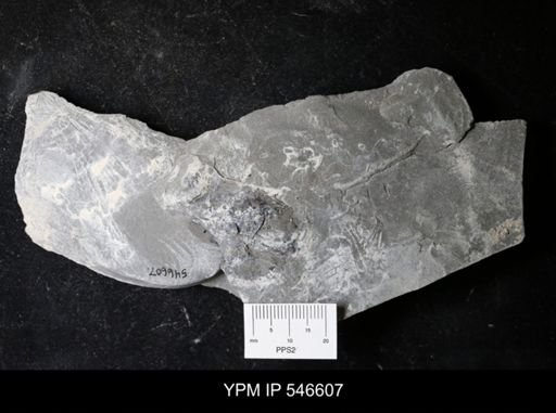 undet. Eurypterida
