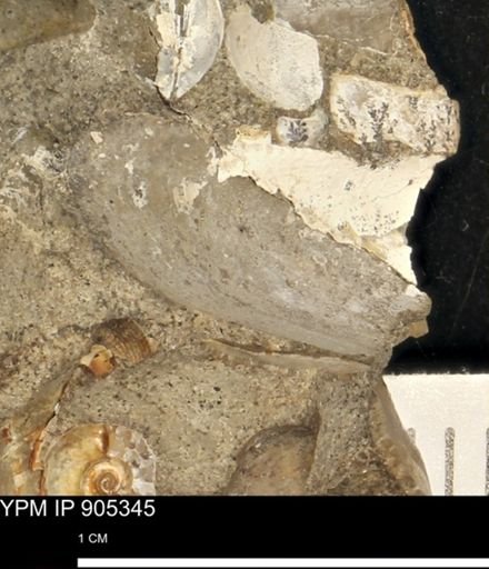 undet. Bivalvia