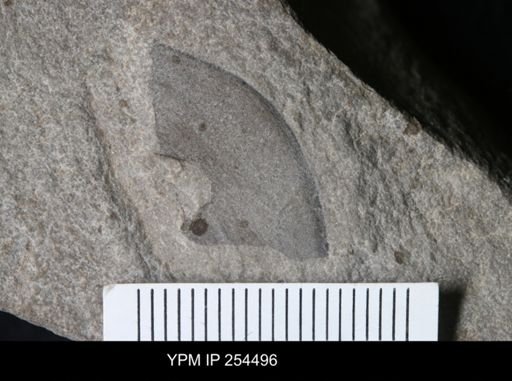 Eurypterida