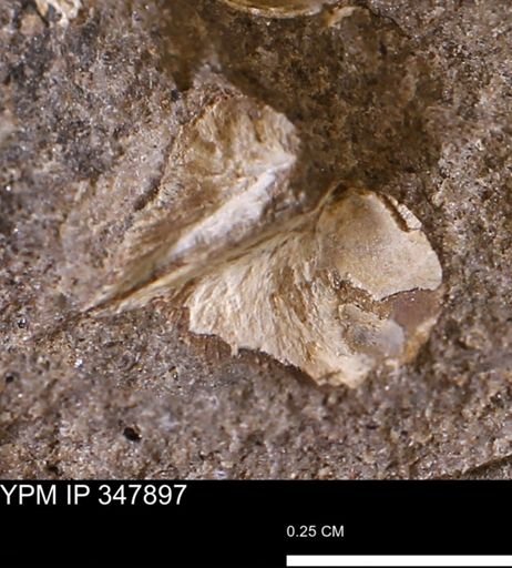 undet. Bivalvia