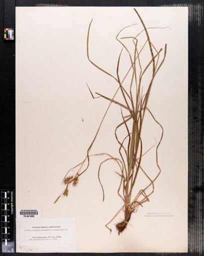Carex sprengelii