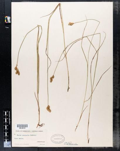 Carex scoparia