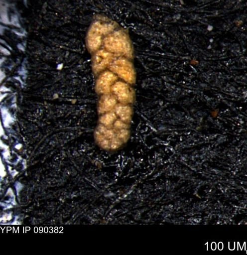 Ammobaculoides whitneyi