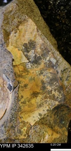 undet. Ammonoidea